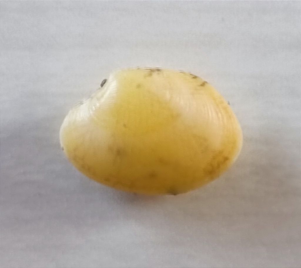 Dal Golfo di Orosei, bivalve da det.